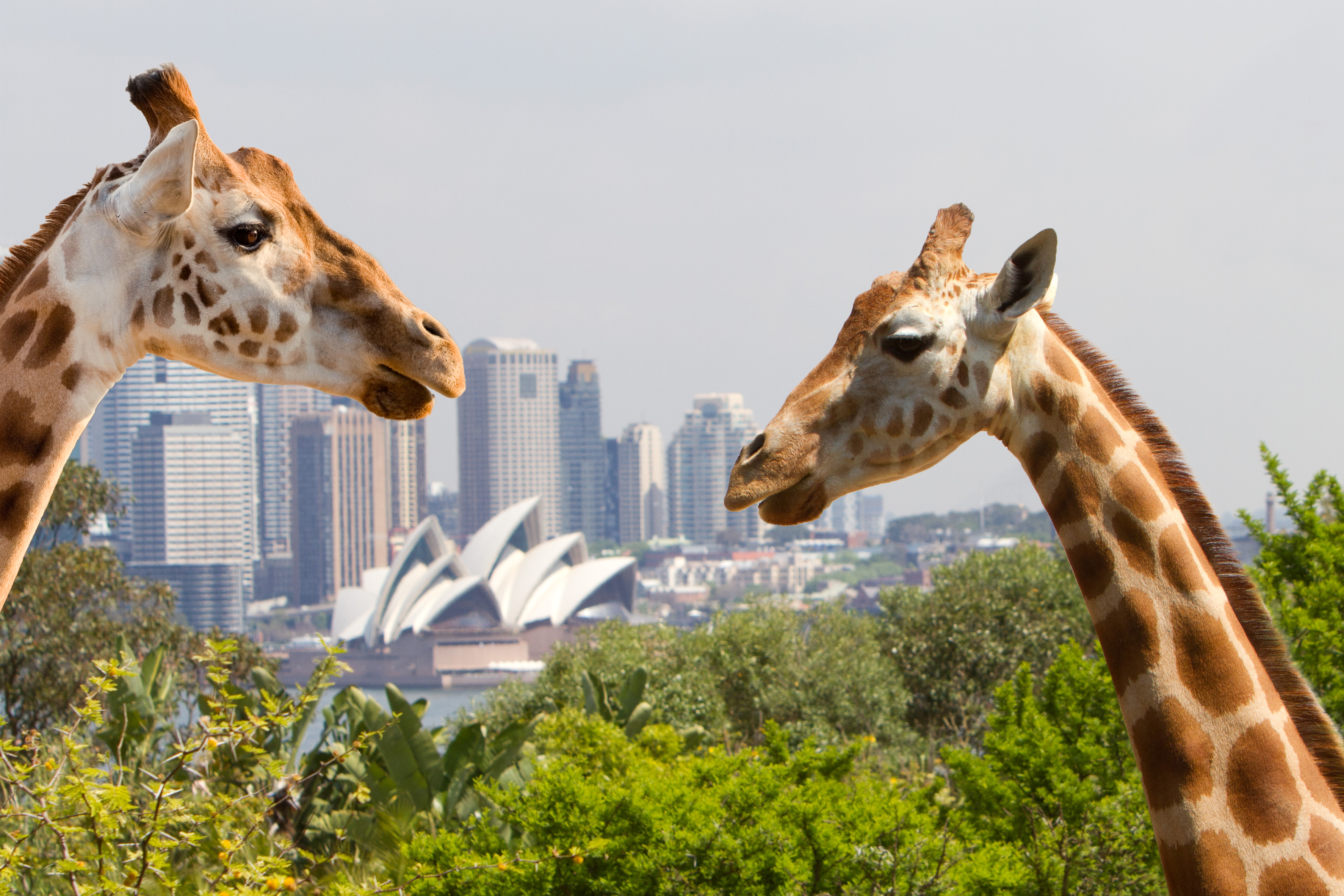 zoo